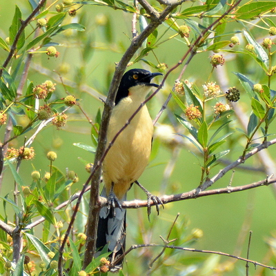 Black-Capped Donacobius